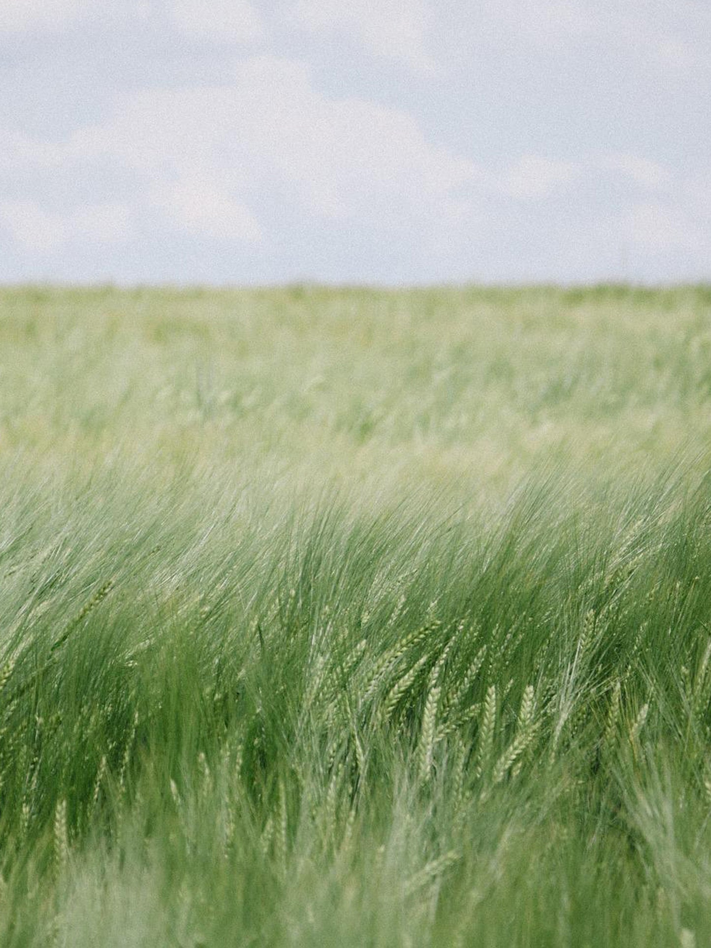 ビタミンCoQ10(ユビキノン) クリーム(済州緑豊かな森の香)