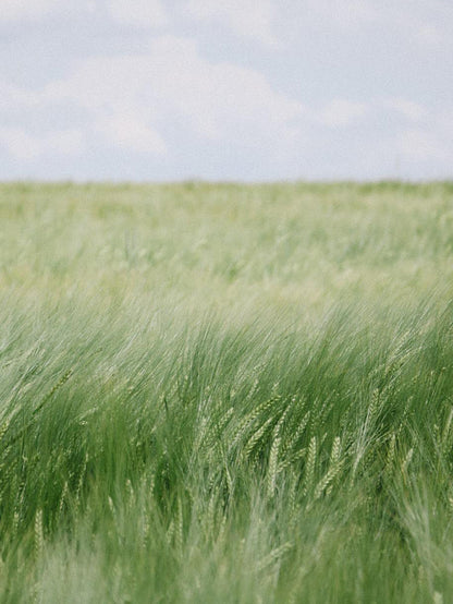 ビタミンCoQ10（ユビキノン） クリーム（済州緑豊かな森の香）